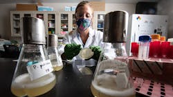 NREL researcher Alli Werner prepares an experiment to evaluate the ability of engineered P. putida bacteria (in the flasks) to degrade polymeric plastics, such as polyethylene terephthalate (PET). NREL's goal, in collaboration with industry, university and government laboratory partners, is to use bio-based methods to convert these plastics into monomers that can be upcycled into high-value plastics once again — creating a circular plastics economy. NREL researcher Alli Werner prepares an experiment to evaluate the ability of engineered P. putida bacteria (in the flasks) to degrade polymeric plastics, such as polyethylene terephthalate (PET). NREL's goal, in collaboration with industry, university and government laboratory partners, is to use bio-based methods to convert these plastics into monomers that can be upcycled into high-value plastics once again — creating a circular plastics economy.