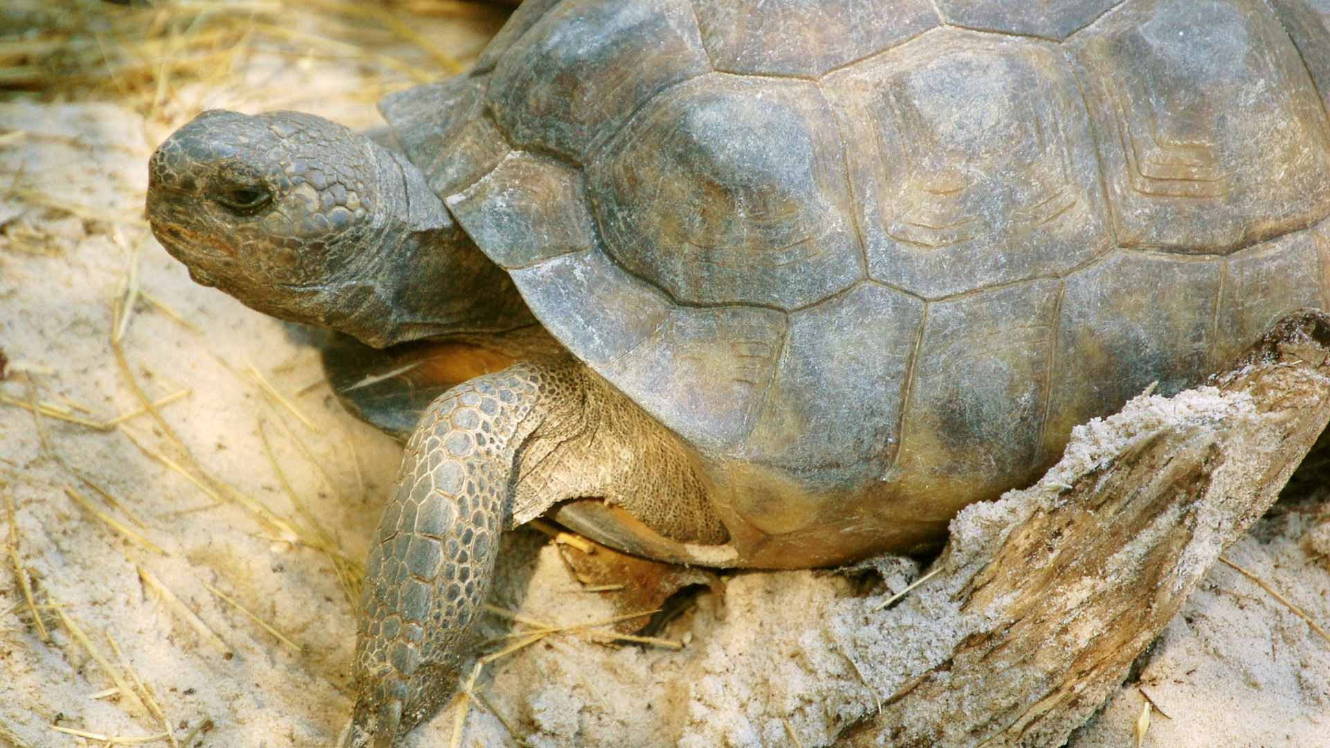 Dreamstime M 12096834 5ffd1a747f054