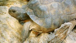 Dreamstime M 12096834 5ffd1a747f054 Dreamstime M 12096834 5ffd1a747f054