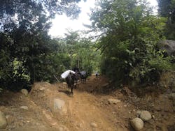 The road for equipment transport in areas of high vegetation. The road for equipment transport in areas of high vegetation.