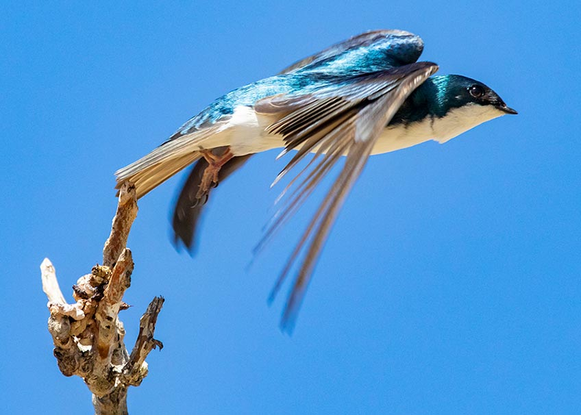 Initiating launch sequence: Small birds like the tree swallow shown here can collide with wind turbines. While bird impacts from wind turbines are negligible relative to other human related sources of bird fatality (communication towers, buildings, windows, and domestic cats), collaborative efforts among the wind industry, nongovernmental organizations, and regulatory entities aim to further reduce these numbers.