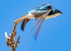 Initiating launch sequence: Small birds like the tree swallow shown here can collide with wind turbines. While bird impacts from wind turbines are negligible relative to other human related sources of bird fatality (communication towers, buildings, windows, and domestic cats), collaborative efforts among the wind industry, nongovernmental organizations, and regulatory entities aim to further reduce these numbers. Initiating launch sequence: Small birds like the tree swallow shown here can collide with wind turbines. While bird impacts from wind turbines are negligible relative to other human related sources of bird fatality (communication towers, buildings, windows, and domestic cats), collaborative efforts among the wind industry, nongovernmental organizations, and regulatory entities aim to further reduce these numbers.