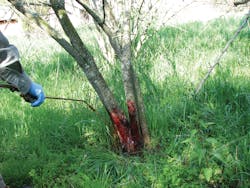 Dormant-season herbicide treatments offer year-round control of incompatible plant species. Dormant-season herbicide treatments offer year-round control of incompatible plant species.