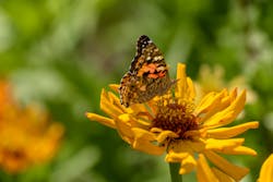 OG&E works to protect wildflowers that support pollinator species. OG&E works to protect wildflowers that support pollinator species.