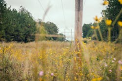 Incompatible vegetation can stunt the development of native plant communities. Incompatible vegetation can stunt the development of native plant communities.