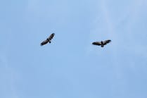 California condors flying in Southern California.