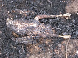 An electrocuted red-tailed hawk started a fire. An electrocuted red-tailed hawk started a fire.