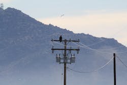 A golden eagle perches on a pole with avian protection. A golden eagle perches on a pole with avian protection.