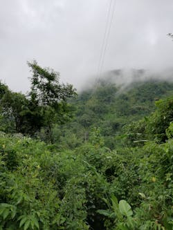 Typical vegetation conditions. Typical vegetation conditions.