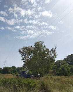 The utility’s own personnel trims a tall isolated tree under a transmission line. The utility’s own personnel trims a tall isolated tree under a transmission line.