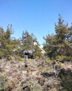 The workers perform tree trimming in forest areas. The workers perform tree trimming in forest areas.