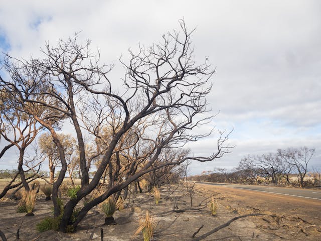 A landscape damaged by bushfires, Kangaroo Island, Australia. Credit: Patrick Cooper, Dreamstime.