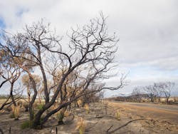 A landscape damaged by bushfires, Kangaroo Island, Australia. Credit: Patrick Cooper, Dreamstime. A landscape damaged by bushfires, Kangaroo Island, Australia. Credit: Patrick Cooper, Dreamstime.