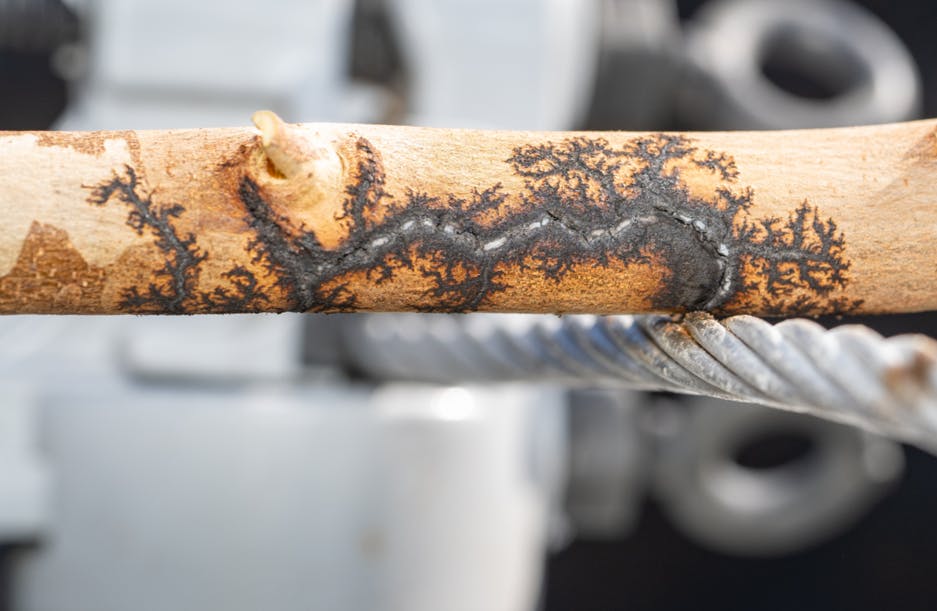 A tree branch is scorched with a Lichtenberg figure after touching a power line. An REFCL system lowered the current quickly enough for the tree branch not to be ignited. Courtesy of SCE.