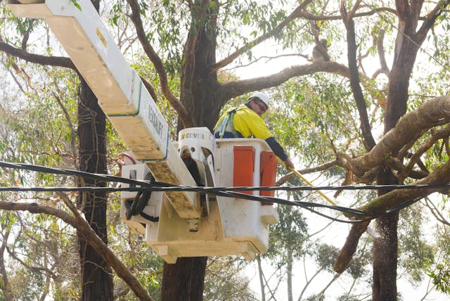 Adelaide Hills, South Australia - Oct. 4, 2016: Emergency services cut through a tree that fell on to power lines as a koala looks on. Credit: Patrick Cooper, Dreamstime.