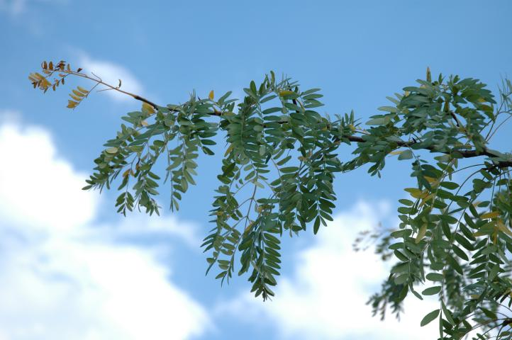 Locust Branch2 605689d8e558e