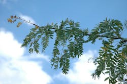 Locust Branch2 605689d8e558e Locust Branch2 605689d8e558e