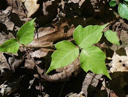 Poison Ivy 6052abe531703 Poison Ivy 6052abe531703