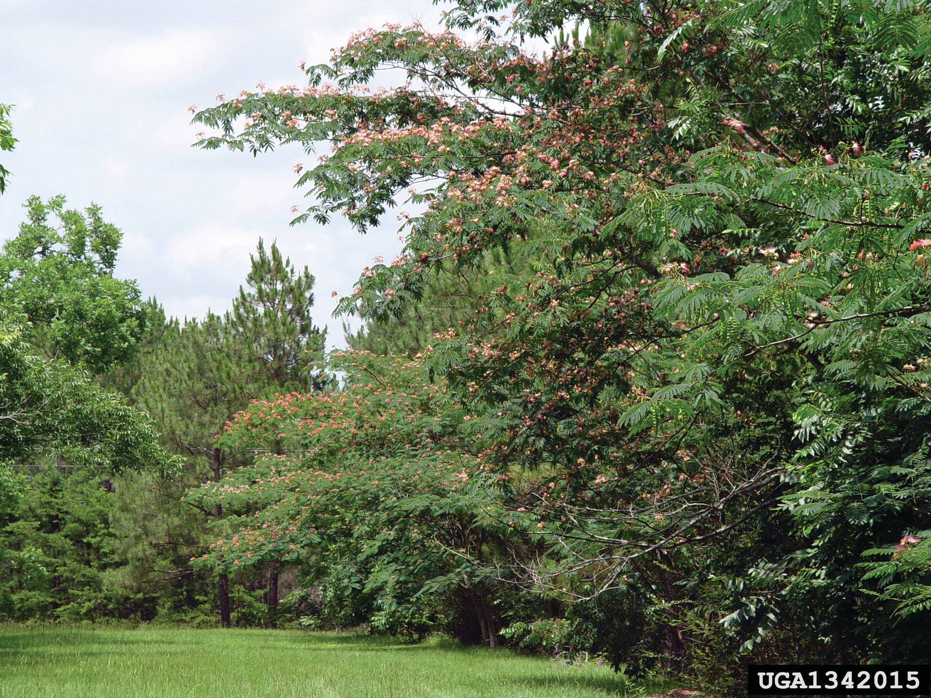 1342015 Silk Tree 6075b2722c732