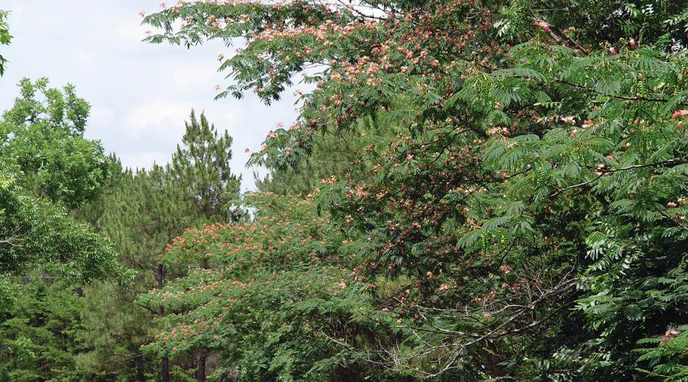 Invasive Watch: Mimosa Trees | T&D World