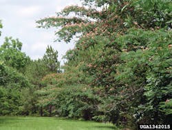 1342015 Silk Tree 6075b2722c732 1342015 Silk Tree 6075b2722c732