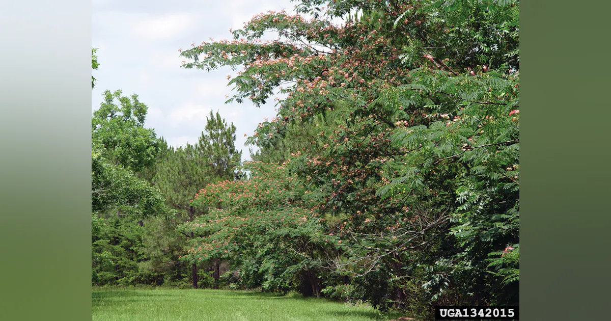 Invasive Watch: Mimosa Trees | TD World