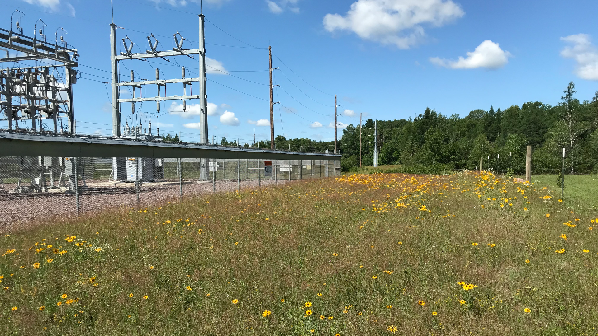 ECE's Denham, Minnesota, substation was in full bloom in August 2020, two years after native seeding as part of the substation's reconstruction.