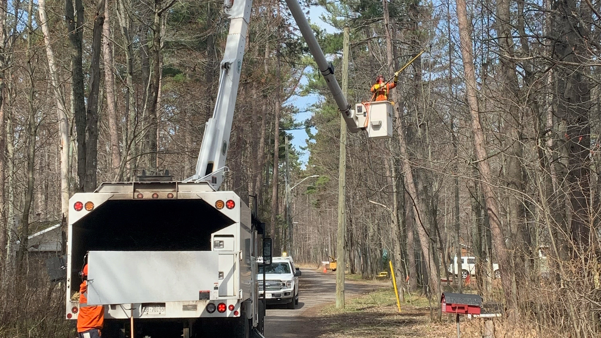 Brad Gibbs, journeyperson utility arborist, clears lower limbs that are within proximity to the line. He is using rubber gloves and dielectric hydraulic pruners to get a safe clearance to best perform the rest of the trim.