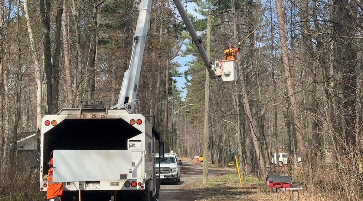 Brad Gibbs, journeyperson utility arborist, clears lower limbs that are within proximity to the line. He is using rubber gloves and dielectric hydraulic pruners to get a safe clearance to best perform the rest of the trim.