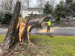A worker cuts a fallen tree across the street in Carytown.