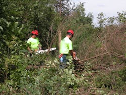 IVM creates a mosaic of compatible plant forms that inhibit reinvasion and suppress the growth of incompatible trees. IVM creates a mosaic of compatible plant forms that inhibit reinvasion and suppress the growth of incompatible trees.