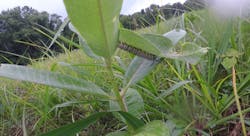 Monarch larva on its leaf and on a single plant is shown. Note the low-growing milkweed plant and the lower surrounding vegetation; this larva moved off the leaves of the plant, pupated at the base of the stem. Monarch larva on its leaf and on a single plant is shown. Note the low-growing milkweed plant and the lower surrounding vegetation; this larva moved off the leaves of the plant, pupated at the base of the stem.