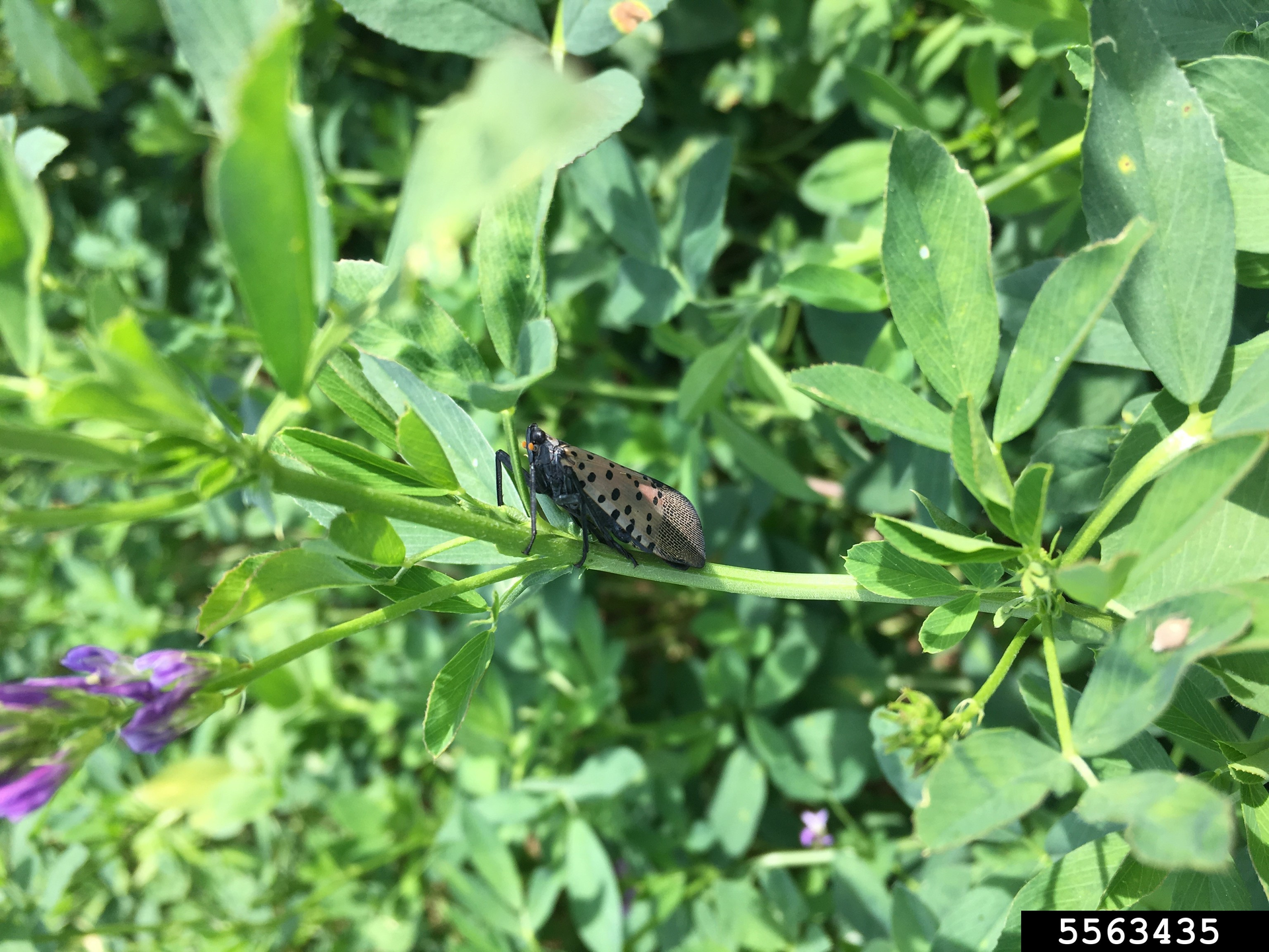 An adult spotted lanternfly on an alfalfa plant. Spotted lanternfly will feed on a large variety of plants from grasses and herbs to trees and vines.