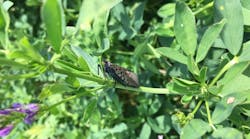 An adult spotted lanternfly on an alfalfa plant. Spotted lanternfly will feed on a large variety of plants from grasses and herbs to trees and vines.