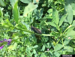An adult spotted lanternfly on an alfalfa plant. Spotted lanternfly will feed on a large variety of plants from grasses and herbs to trees and vines. An adult spotted lanternfly on an alfalfa plant. Spotted lanternfly will feed on a large variety of plants from grasses and herbs to trees and vines.