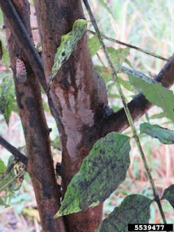 When spotted lanternfly feeds, it produces honeydew, a sugary waste product that coats surfaces beneath and acts as a growth medium for black sooty mold. In areas where SLF is abundant, it is common to see plants with black mold and sticky honeydew coating the leaves and stems. When spotted lanternfly feeds, it produces honeydew, a sugary waste product that coats surfaces beneath and acts as a growth medium for black sooty mold. In areas where SLF is abundant, it is common to see plants with black mold and sticky honeydew coating the leaves and stems.