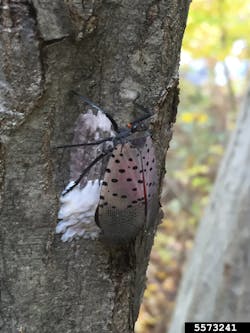 Spotted lanternfly usually coats its egg masses in a waxy substance which starts out white but quickly fades to gray or brown. Vehicle and equipment inspections for egg masses should occur throughout the egg laying season, as fresh egg masses are easier to spot because of their brighter color.