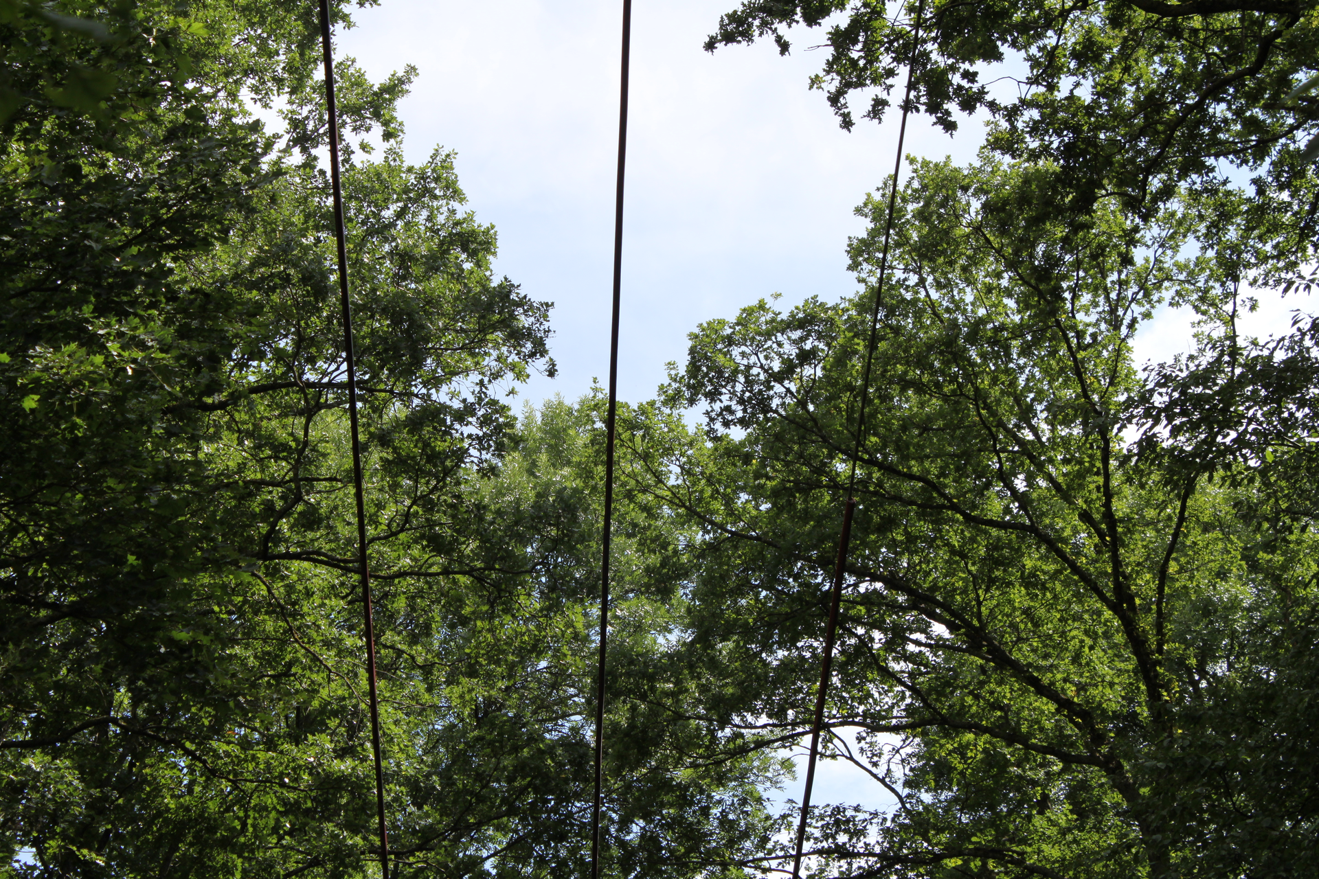 These medium-voltage power lines run directly through environmentally protected trees.