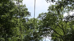 These medium-voltage power lines run directly through environmentally protected trees.