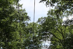 These medium-voltage power lines run directly through environmentally protected trees. These medium-voltage power lines run directly through environmentally protected trees.