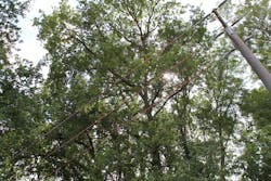 Medium-voltage line covers protect trees and limbs from bare conductor wires. Medium-voltage line covers protect trees and limbs from bare conductor wires.