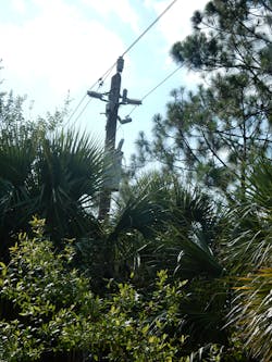 Vegetation intrusions of multiple species each pose their own risk profile when growing into distribution equipment and conductors. Vegetation intrusions of multiple species each pose their own risk profile when growing into distribution equipment and conductors.