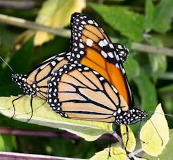 A Monarch butterfly pair mate in a ROW. During mating, the pair will fly around and then perch together on vegetation between flights.