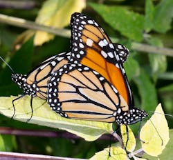 A Monarch butterfly pair mate in a ROW. During mating, the pair will fly around and then perch together on vegetation between flights. A Monarch butterfly pair mate in a ROW. During mating, the pair will fly around and then perch together on vegetation between flights.