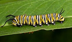 Monarch larva about to pupate. Note the amount of herbivory as it developed. Monarch larva about to pupate. Note the amount of herbivory as it developed.