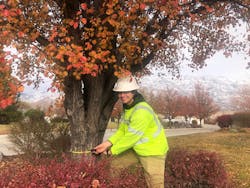 Trees are measured to determine the individual dose. Trees are measured to determine the individual dose.
