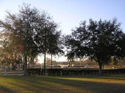 A side-by-side of an untreated (left) and TGR treated tree (right) showing the reduction in growth of a live oak.