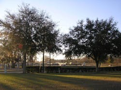 A side-by-side of an untreated (left) and TGR treated tree (right) showing the reduction in growth of a live oak. A side-by-side of an untreated (left) and TGR treated tree (right) showing the reduction in growth of a live oak.