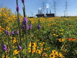 Pollinator habitat is restored at NiSource's R.M. Shahfer Generating Station. Pollinator habitat is restored at NiSource's R.M. Shahfer Generating Station.