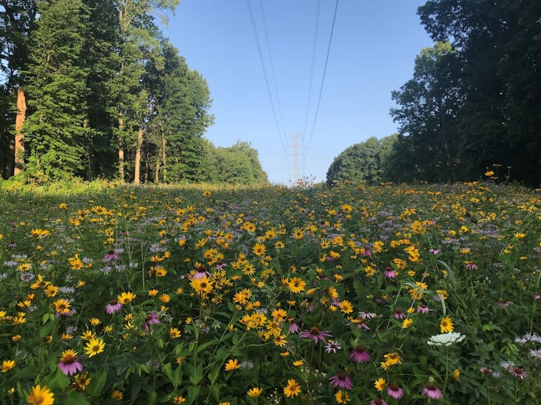 Pollinator habitat is restored on a NiSource right-of-way in LaPorte County, Indiana.